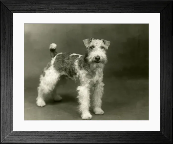 Framed Print : FALL / WIRE FOX TERRIER / 38 Framed Print : FALL / WIRE FOX TERRIER / 38