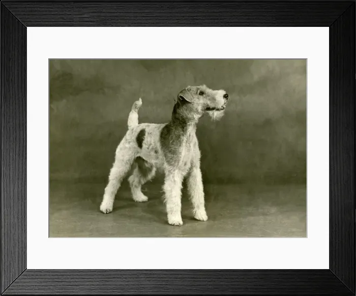 Framed Print : FALL / WIRE FOX TERRIER / 47 Framed Print : FALL / WIRE FOX TERRIER / 47