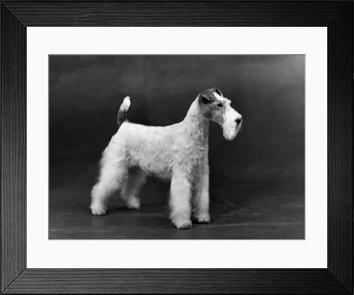 Framed Print : FALL / WIRE FOX TERRIER / 54 Framed Print : FALL / WIRE FOX TERRIER / 54