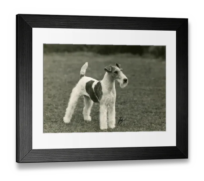 Framed Print : FALL / WIRE FOX TERRIER / 45 Framed Print : FALL / WIRE FOX TERRIER / 45