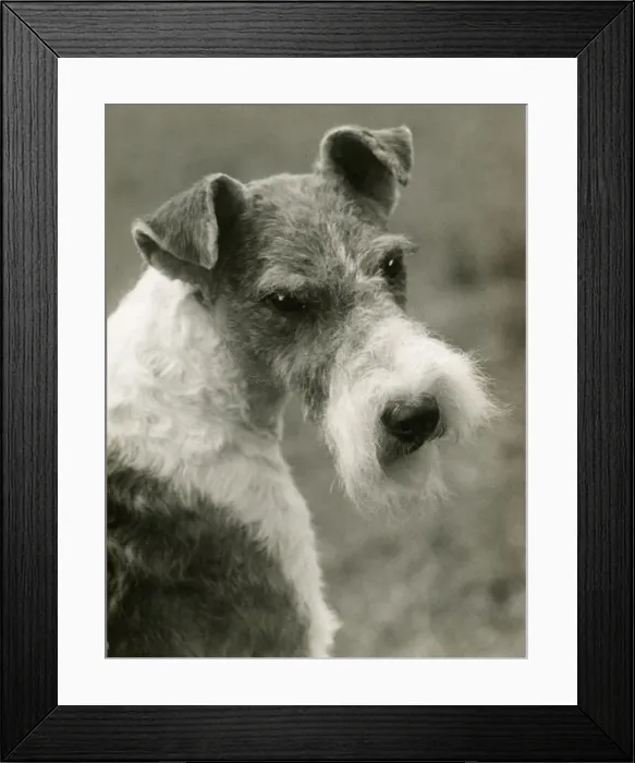 Framed Print : FALL / WIRE FOX TERRIER / 39 Framed Print : FALL / WIRE FOX TERRIER / 39