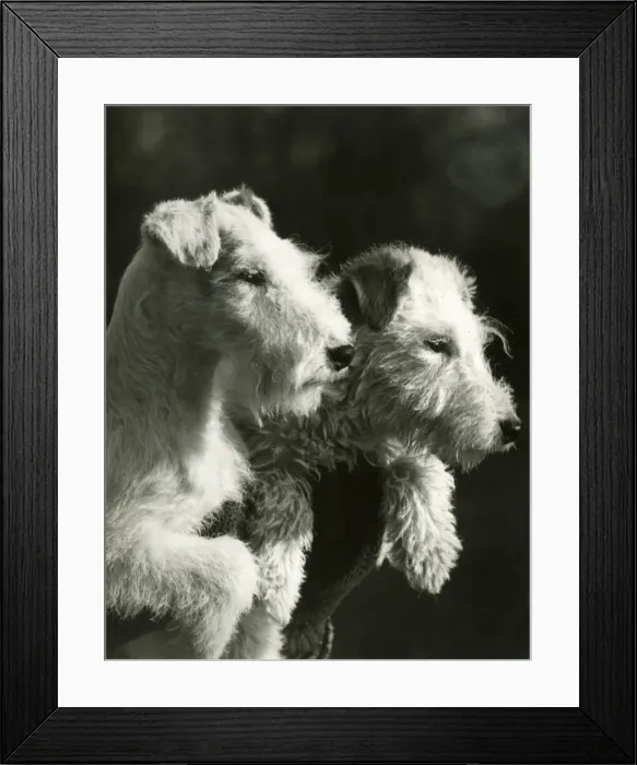 Framed Print : FALL / WIRE FOX TERRIER / 39 Framed Print : FALL / WIRE FOX TERRIER / 39