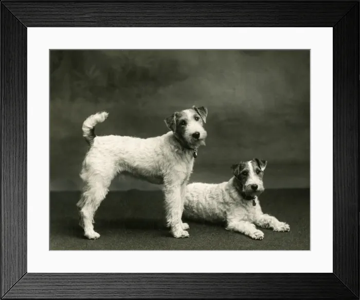 Framed Print : FALL / WIRE FOX TERRIER / 38 Framed Print : FALL / WIRE FOX TERRIER / 38