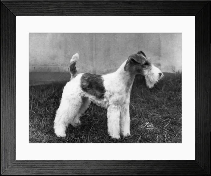 Framed Print : FALL / WIRE FOX TERRIER / 68 Framed Print : FALL / WIRE FOX TERRIER / 68