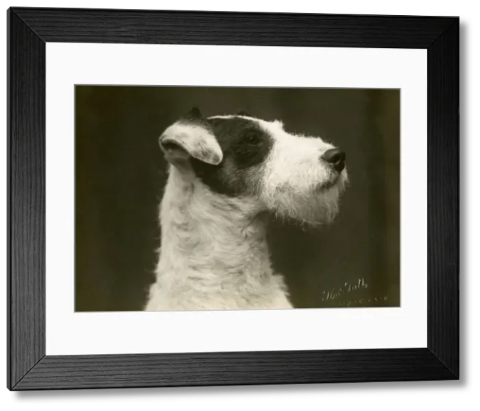 Framed Print : FALL / WIRE FOX TERRIER / 28 Framed Print : FALL / WIRE FOX TERRIER / 28