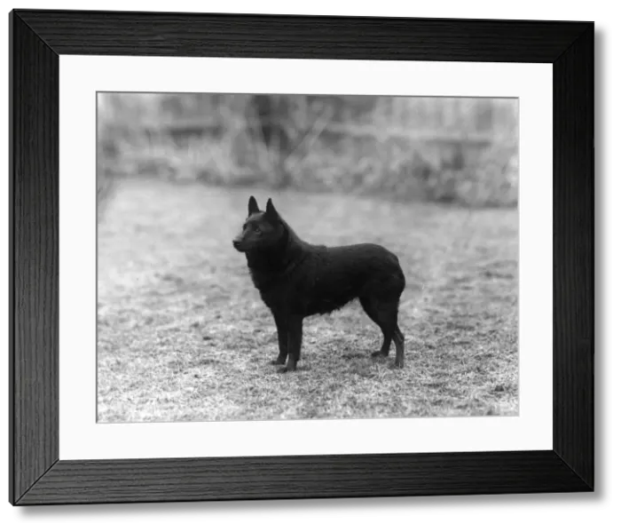 Framed Print : FALL / SCHIPPERKE / 1940 Framed Print : FALL / SCHIPPERKE / 1940