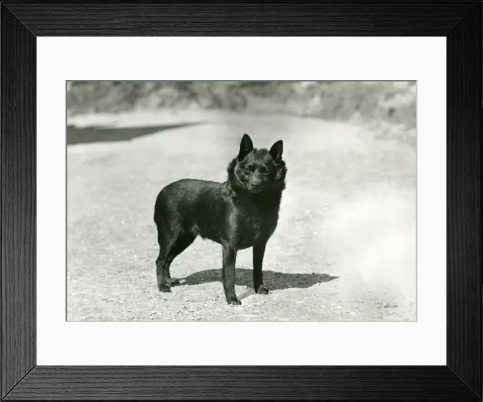 Framed Print : FALL / SCHIPPERKE / 1953 Framed Print : FALL / SCHIPPERKE / 1953