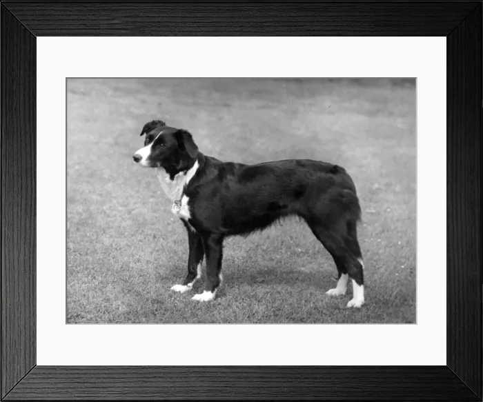 Framed Print : FALL / BORDER COLLIE / 1955 Framed Print : FALL / BORDER COLLIE / 1955