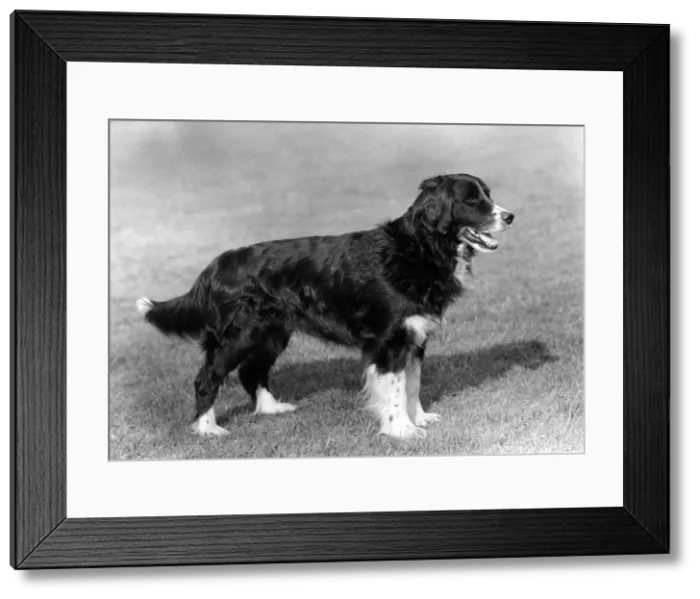 Framed Print : BORDER COLLIE CROSS Framed Print : BORDER COLLIE CROSS