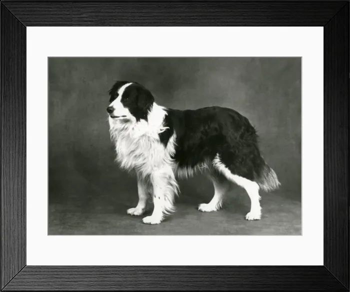 Framed Print : FALL / BORDER COLLIE / 1962 Framed Print : FALL / BORDER COLLIE / 1962