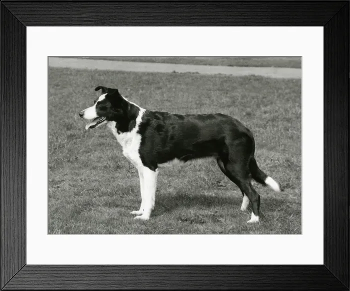 Framed Print : FALL / BORDER COLLIE / 1967 Framed Print : FALL / BORDER COLLIE / 1967