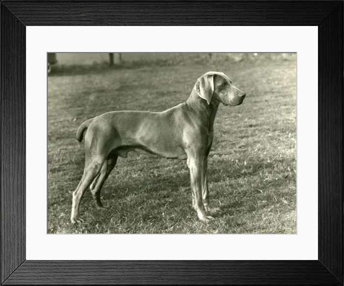 Framed Print : FALL / WEIMARANER / 1956 Framed Print : FALL / WEIMARANER / 1956