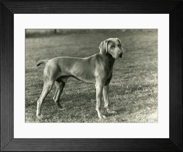 Framed Print : FALL / WEIMARANER / 1956 Framed Print : FALL / WEIMARANER / 1956
