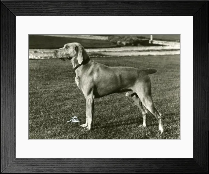 Framed Print : FALL / WEIMARANER / 1969 Framed Print : FALL / WEIMARANER / 1969
