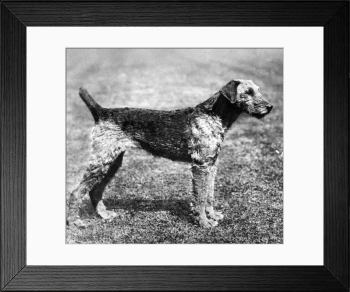 Framed Print : FALL / AIRDALES / 1907 Framed Print : FALL / AIRDALES / 1907