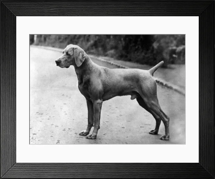 Framed Print : FALL / WEIMARANER / 1963 Framed Print : FALL / WEIMARANER / 1963