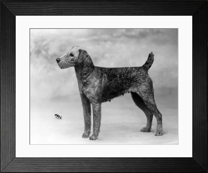Framed Print : FALL / AIRDALES / 1912 Framed Print : FALL / AIRDALES / 1912