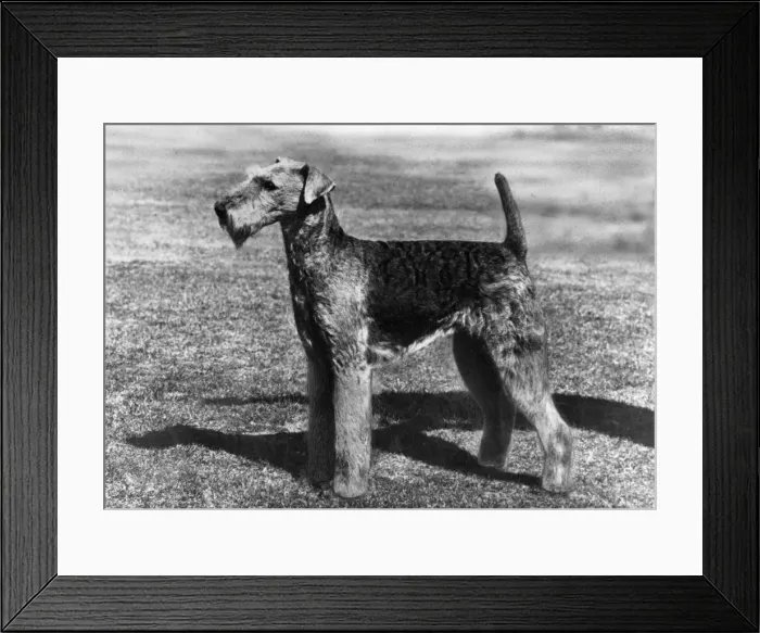 Framed Print : FALL / AIRDALES / 1964 Framed Print : FALL / AIRDALES / 1964
