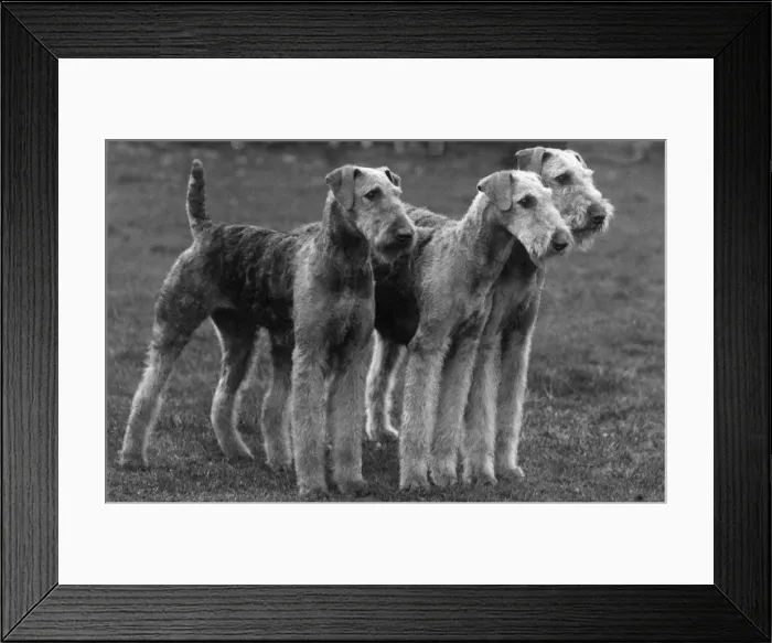 Framed Print : FALL / AIRDALES / 1938 Framed Print : FALL / AIRDALES / 1938