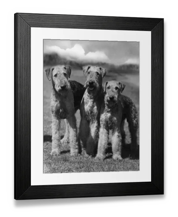 Framed Print : FALL / AIRDALES / 1936 Framed Print : FALL / AIRDALES / 1936