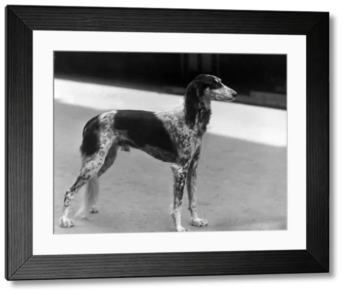 Framed Print : FALL / SALUKI / 1931 Framed Print : FALL / SALUKI / 1931