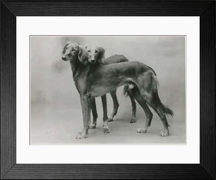 Framed Print : FALL / SALUKI / 1926 Framed Print : FALL / SALUKI / 1926