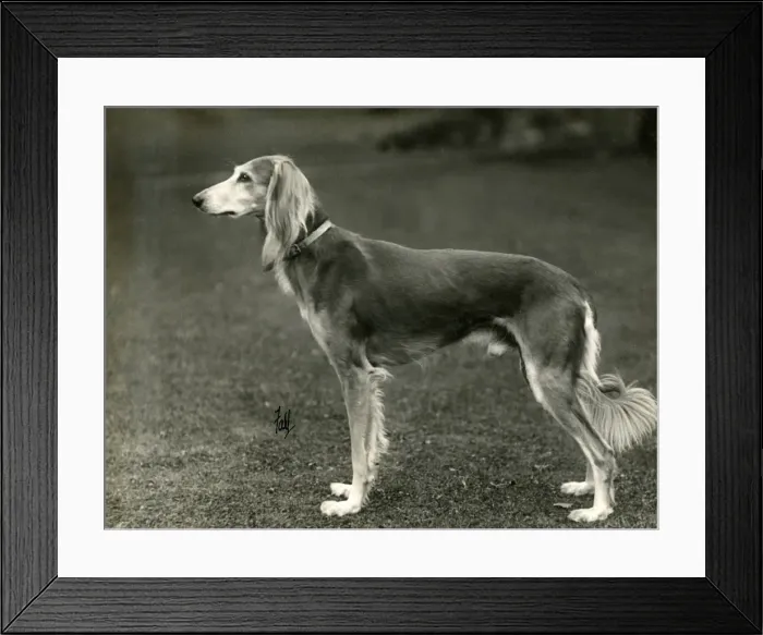 Framed Print : FALL / SALUKI / 1933 Framed Print : FALL / SALUKI / 1933