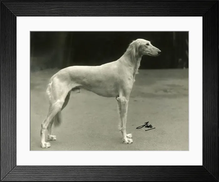 Framed Print : FALL / SALUKI / 1937 Framed Print : FALL / SALUKI / 1937