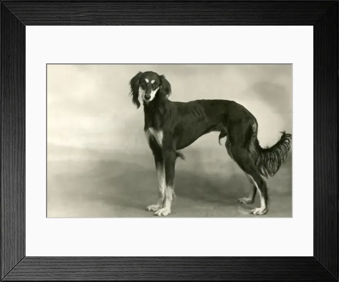Framed Print : FALL / SALUKI / 1946 Framed Print : FALL / SALUKI / 1946