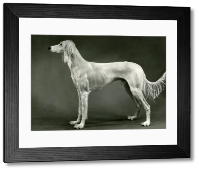 Framed Print : FALL / SALUKI / 1960 Framed Print : FALL / SALUKI / 1960