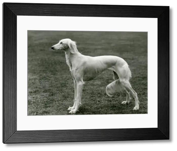 Framed Print : FALL / SALUKI / 1960 Framed Print : FALL / SALUKI / 1960