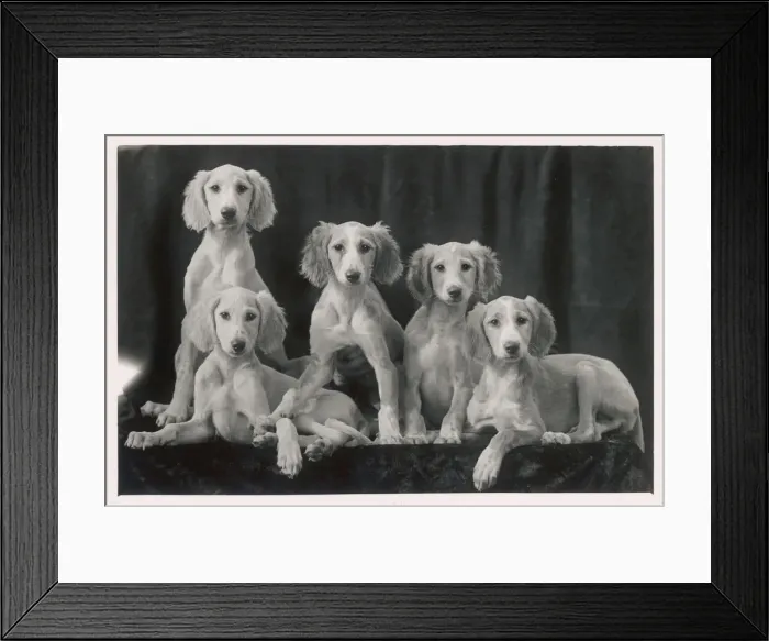 Framed Print : Fall - Saluki - 1934 Framed Print : Fall - Saluki - 1934