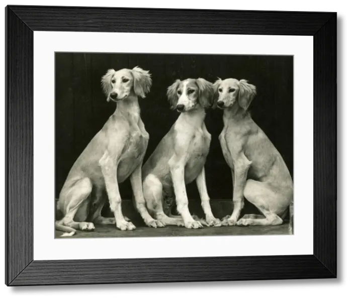 Framed Print : FALL / SALUKI / 1940 Framed Print : FALL / SALUKI / 1940