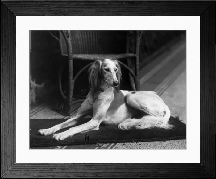 Framed Print : FALL / SALUKI / 1933 Framed Print : FALL / SALUKI / 1933