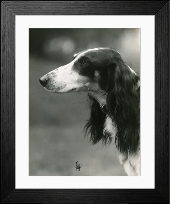 Framed Print : FALL / SALUKI / 1933 Framed Print : FALL / SALUKI / 1933