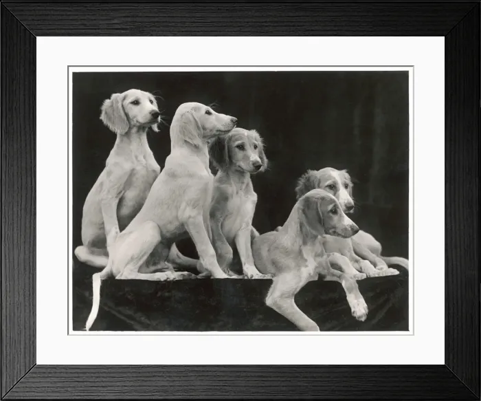 Framed Print : Fall - Saluki - 1934
