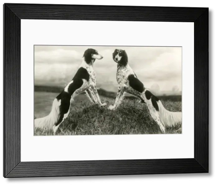 Framed Print : FALL / SALUKI / 1935 Framed Print : FALL / SALUKI / 1935