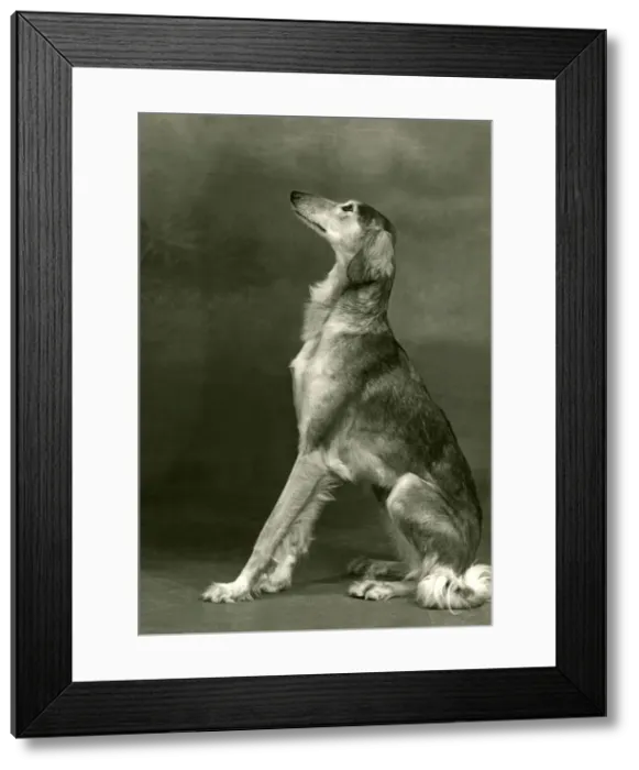 Framed Print : FALL / SALUKI / 1953 Framed Print : FALL / SALUKI / 1953