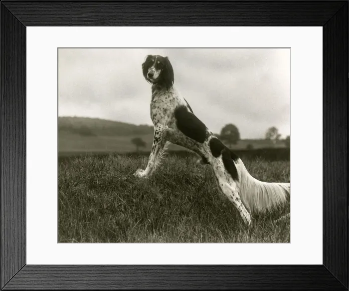 Framed Print : FALL / SALUKI / 1935 Framed Print : FALL / SALUKI / 1935