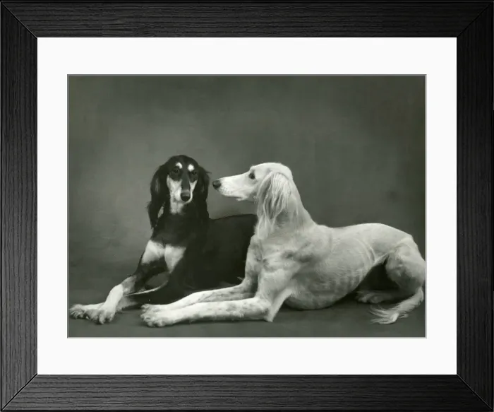 Framed Print : FALL  /  SALUKI  /  1960