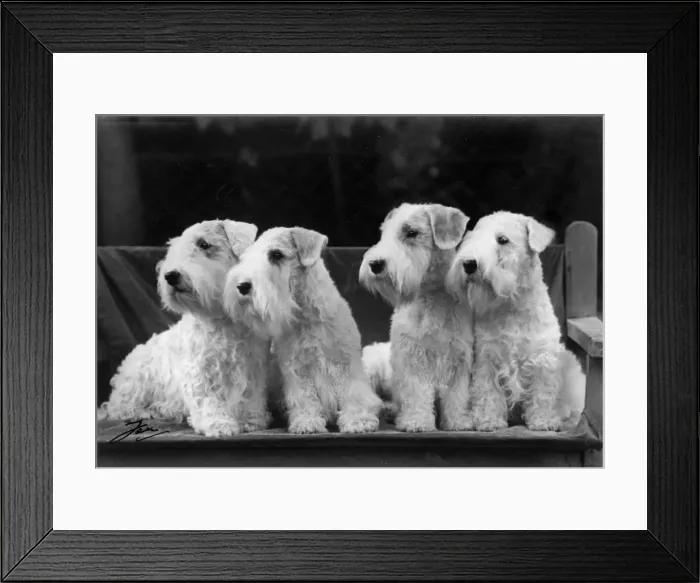 Framed Print : FALL / SEALYHAM / 1943 Framed Print : FALL / SEALYHAM / 1943