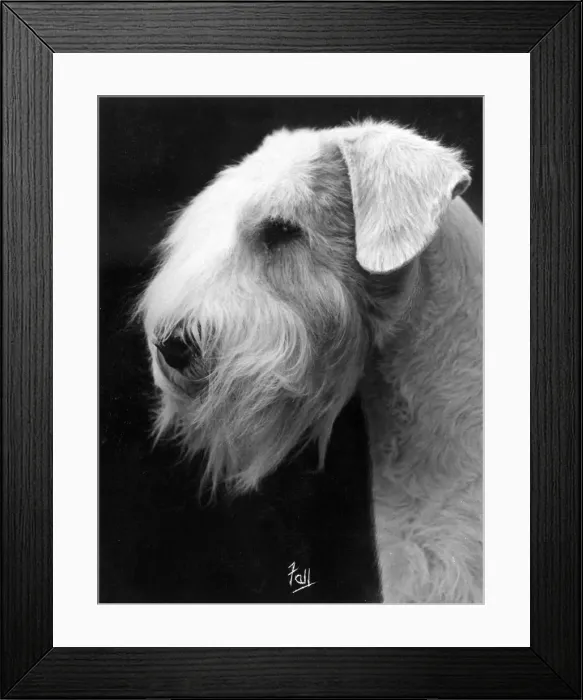 Framed Print : FALL / SEALYHAM / 1934 Framed Print : FALL / SEALYHAM / 1934