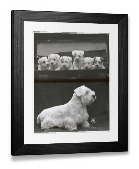 Framed Print : Fall - Sealyham - 1949 Framed Print : Fall - Sealyham - 1949