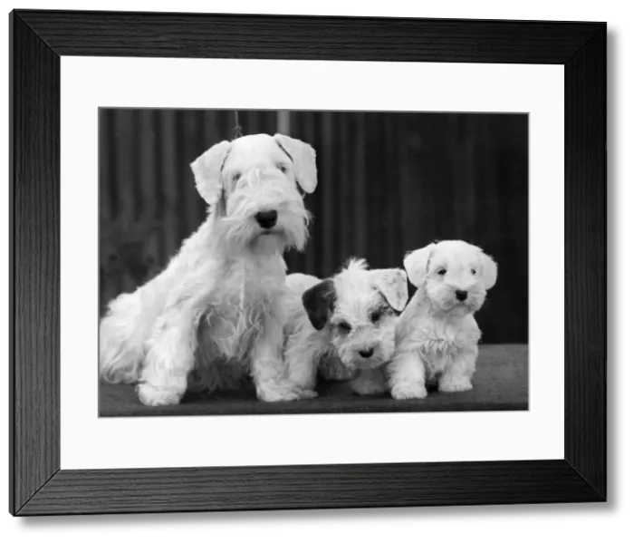 Framed Print : FALL / SEALYHAM / 1944 Framed Print : FALL / SEALYHAM / 1944