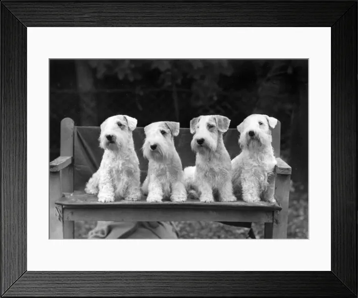 Framed Print : FALL / SEALYHAM / 1943 Framed Print : FALL / SEALYHAM / 1943