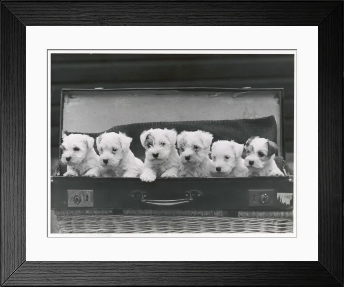 Framed Print : Fall - Sealyham - 1949 Framed Print : Fall - Sealyham - 1949