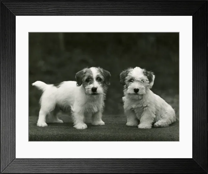 Framed Print : FALL / SEALYHAM / 1949 Framed Print : FALL / SEALYHAM / 1949
