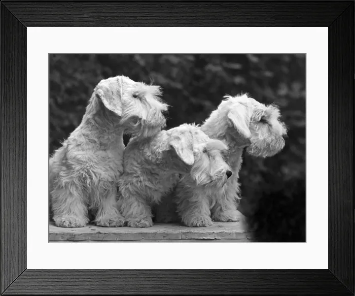 Framed Print : FALL / SEALYHAM / 1949 Framed Print : FALL / SEALYHAM / 1949