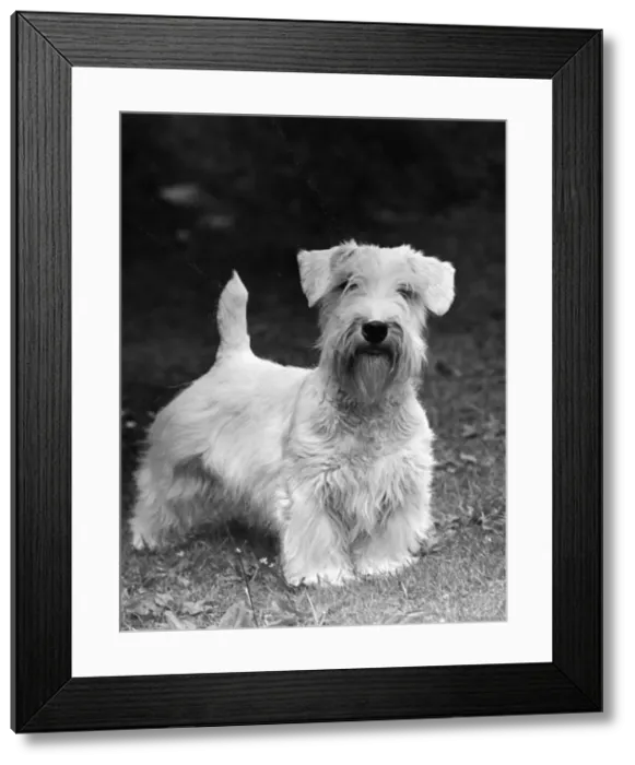 Framed Print : FALL / SEALYHAM / 1949 Framed Print : FALL / SEALYHAM / 1949
