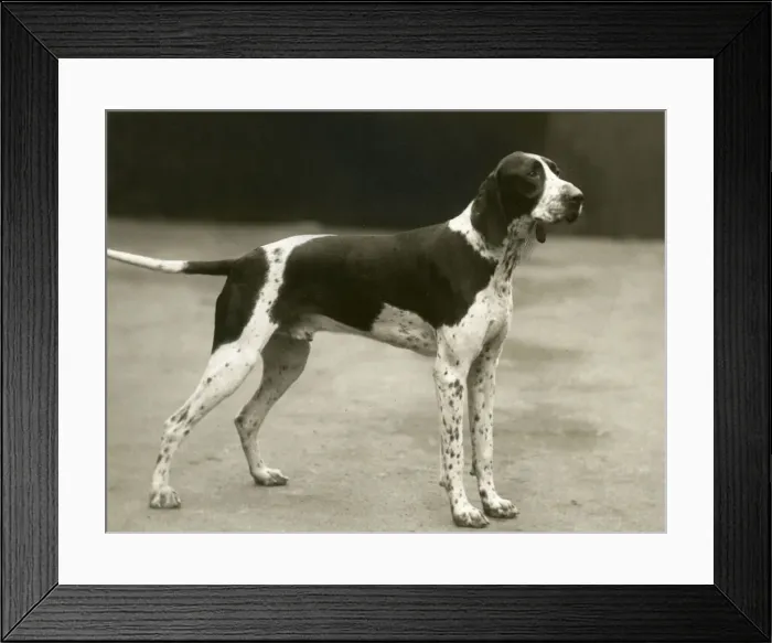 Framed Print : FALL / POINTER / 1937 Framed Print : FALL / POINTER / 1937